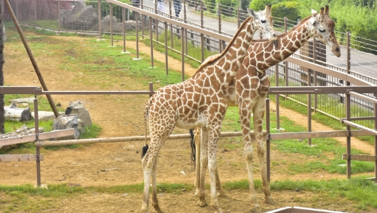 伊豆シャボテン動物公園 ギャラリー
